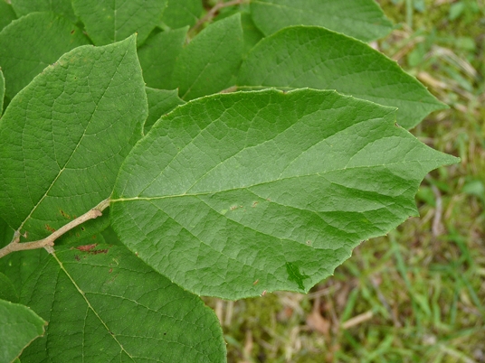{Styrax grandifolius}